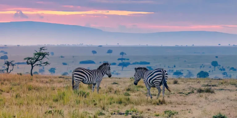 tansania_serengeti26-39d9701d