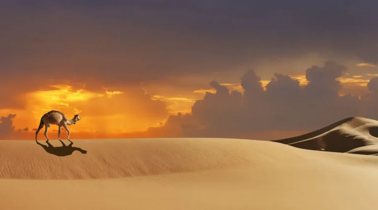 Morocco,-Sahara-Desert